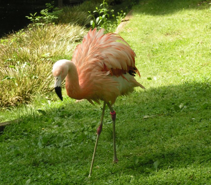 Flamingo
