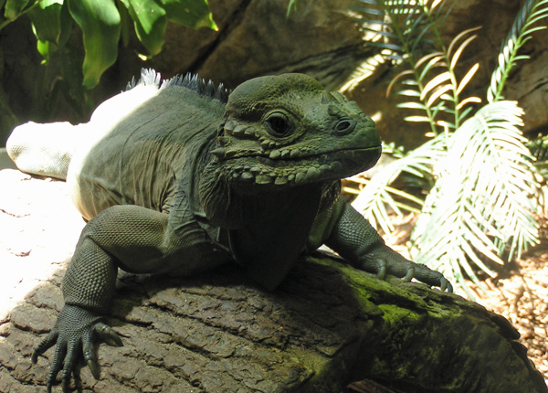 rhino iguana