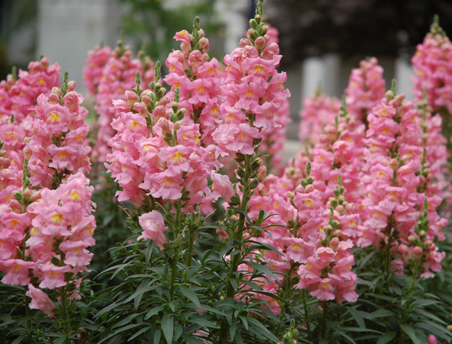 pink flowers state house south carolina