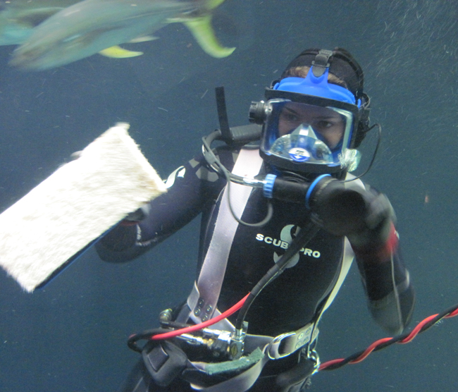 Diver at the Georgia Aquarium