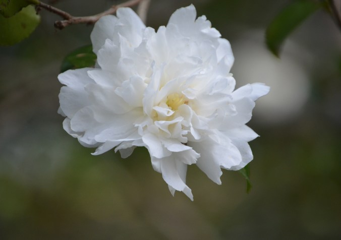 white bloom
