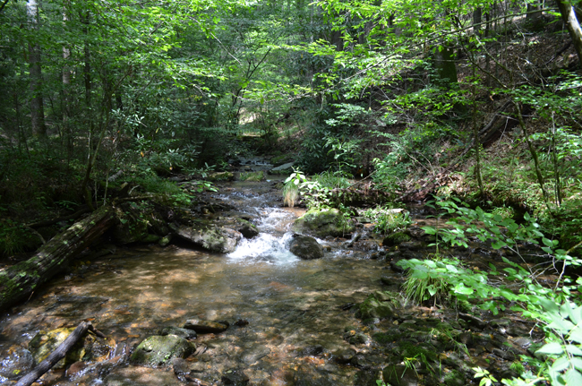 Pisgah National Forest