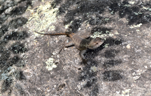 lizard at jump off rock
