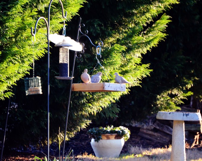 doves eating in the backyard feeder