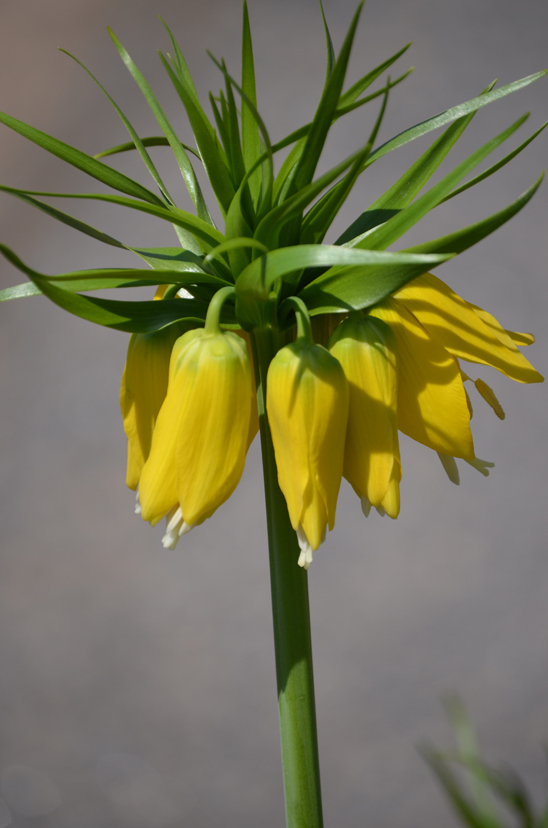 flowerfritillarialutea