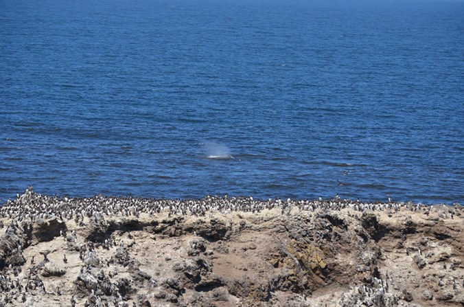 Yaquina Head, Oregon
