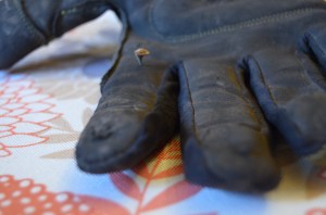 gardening glove with ripped fingers and thorn stuck in it