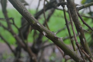 large thorns on rose bush