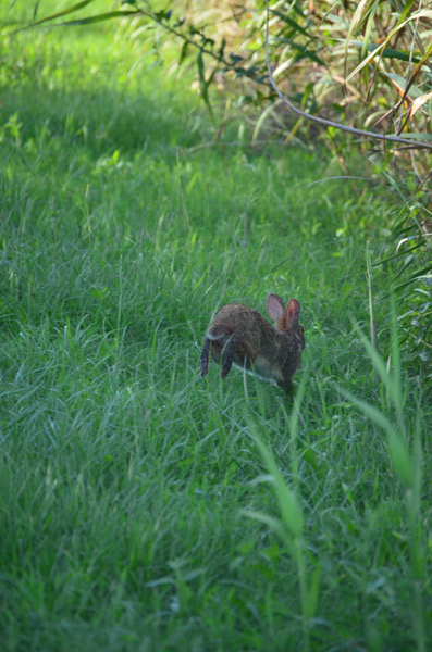 bunny flees at Sabine Wildlife Refuge