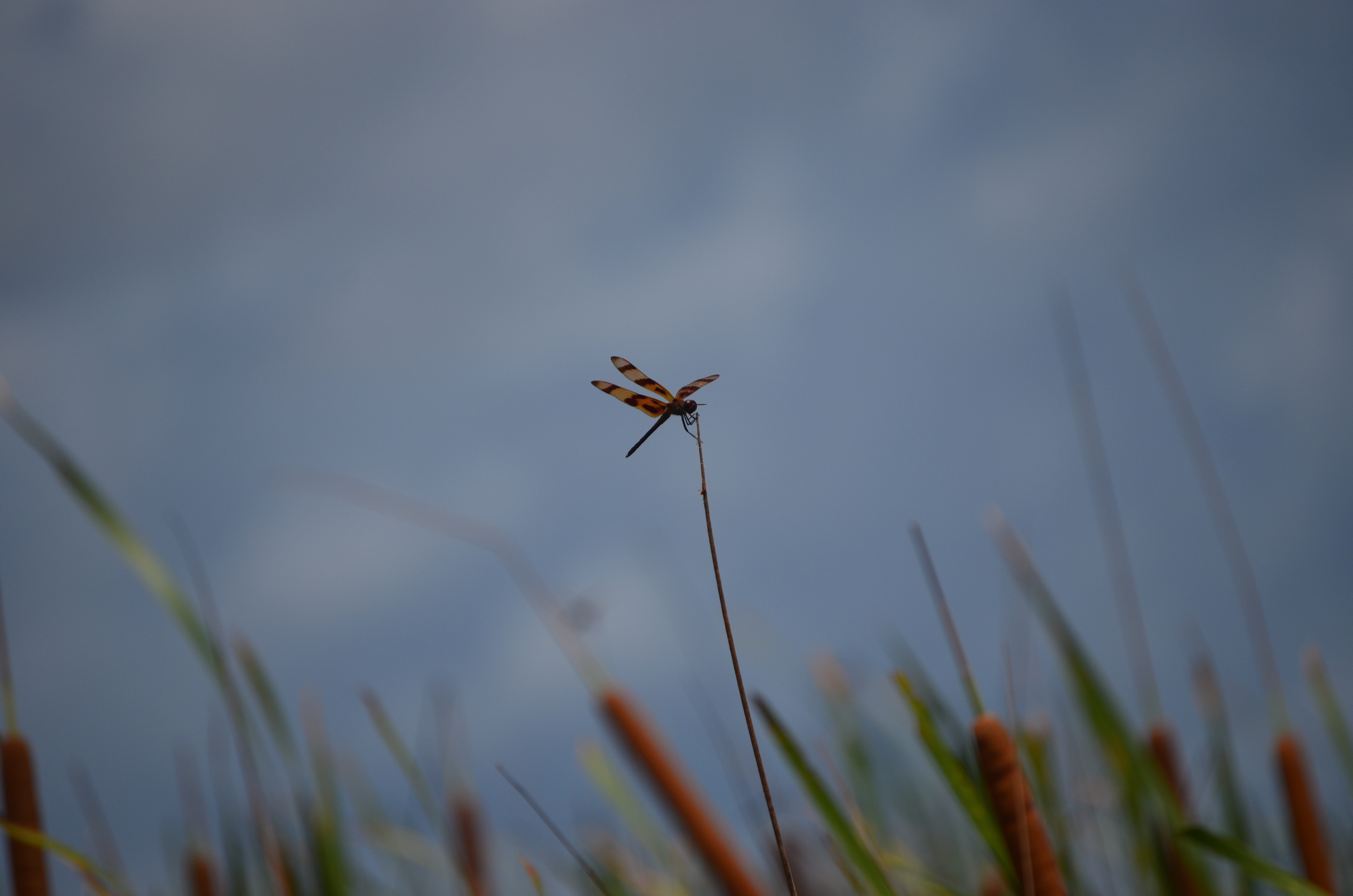 small orange dragonfly