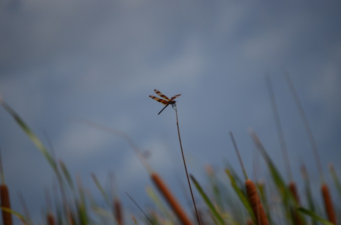 small orange dragonfly