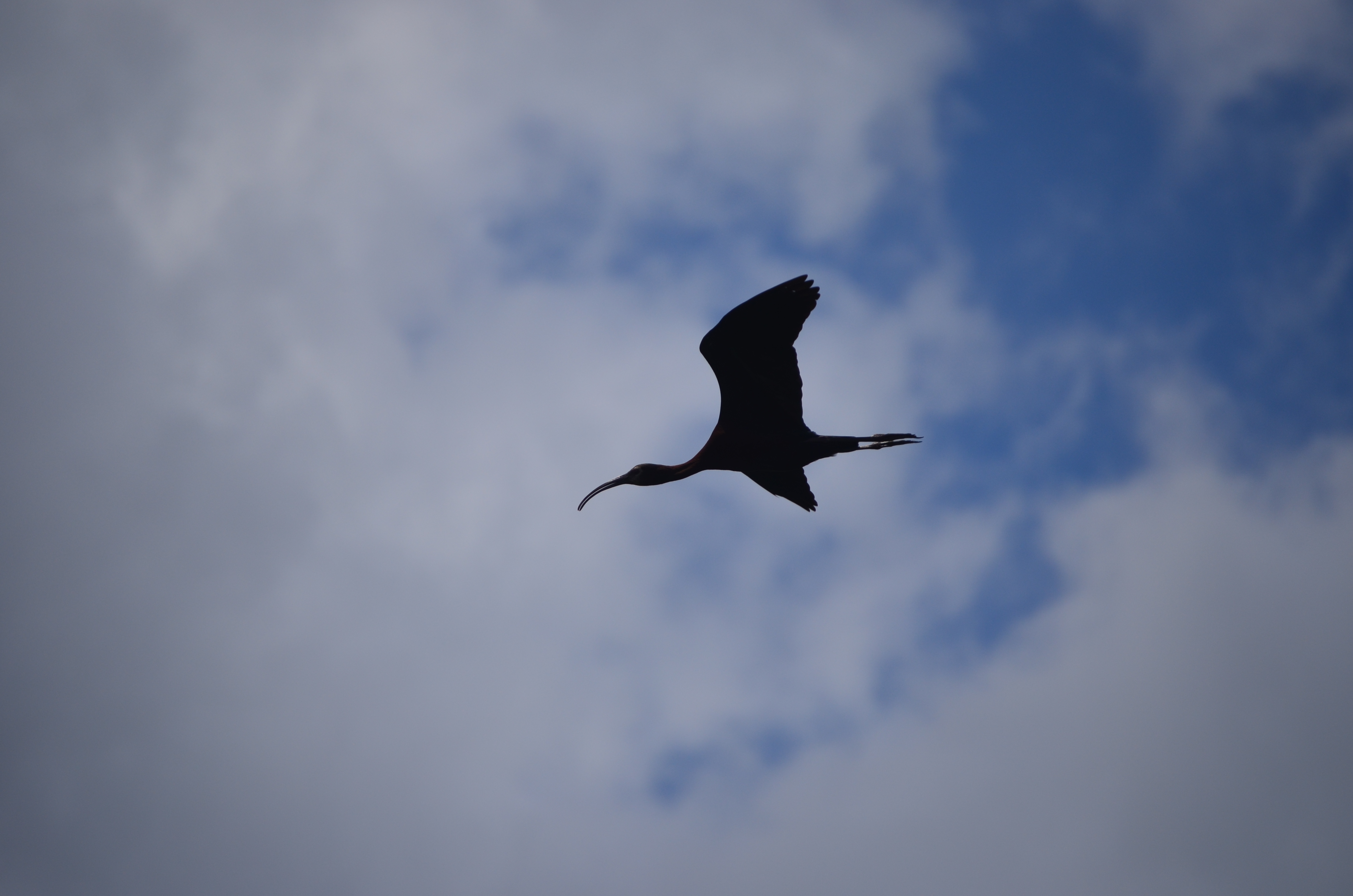 Glossy ibis in the sky