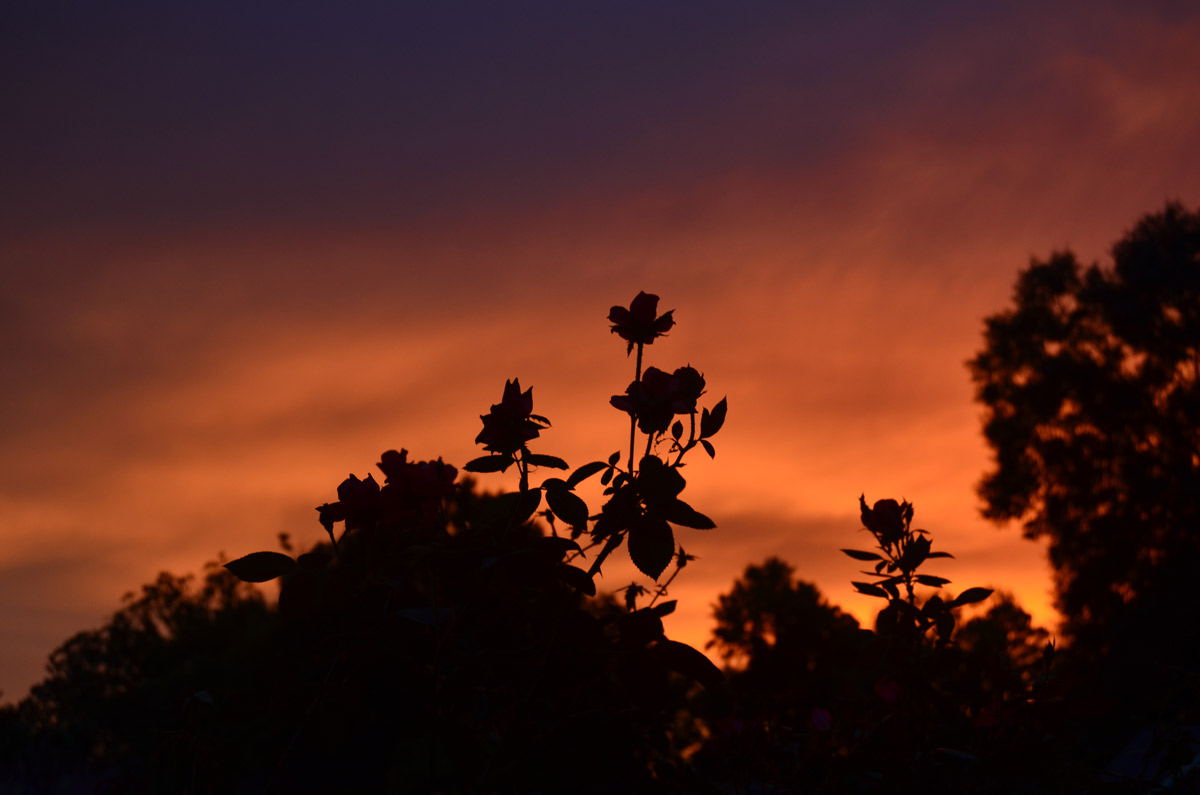 sunset-roses-2-8aug18
