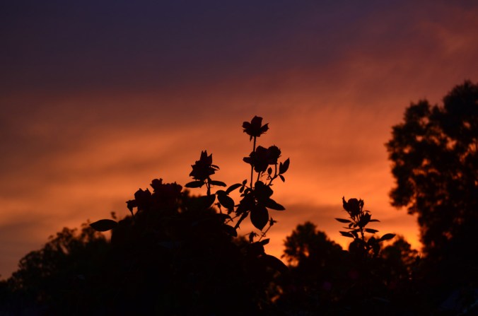 sunset-roses-2-8aug18