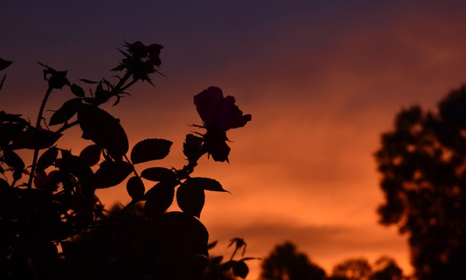 sunset-roses-8aug18