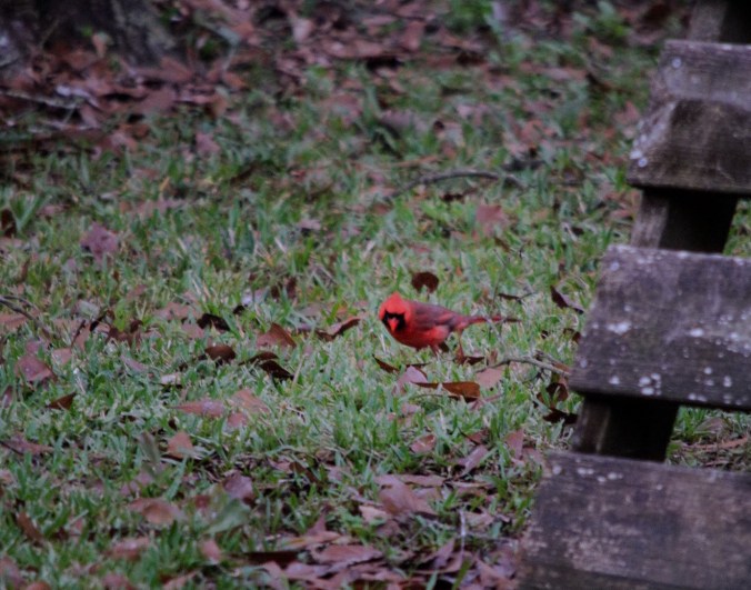 Cardinal in the grass